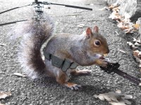 /album/picture-of-the-month/squirrelhelicopter-jpg/